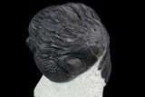 Morocops Trilobite - Visible Eye Facets #120082-5